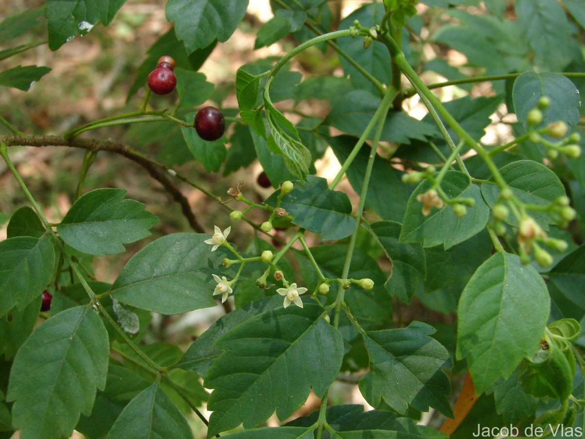 Cipadessa baccifera (Roth) Miq.